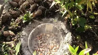 Planting of tulips and bulbous in autumn. I put in a grid and capacities!