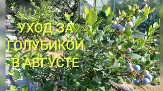 ГОЛУБИКА в августе.Полив,подкормки,плодоношение.