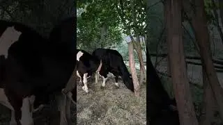 Когда тебя не выслушали. #cow #cowvideos #bull #animal #корова #бык