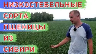 Низкостебельные сорта яровой пшеницы Алтайской селекции. Сравнение сортов пшеницы Грани и Лидер 80.