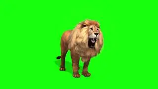 copyright free green screen, animals, lion, chroma key, 3d animation,