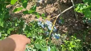 ГЛАВНЫЙ СЕКРЕТ КАК ПОЛУЧИТЬ ОТЛИЧНЫЙ УРОЖАЙ ГОЛУБИКИ С МИНИМАЛЬНЫМИ УСИЛИЯМИ