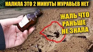 МУРАВЬИ БОЯТСЯ ЭТО! СРАЗУ УЙДУТ НАВСЕГДА! БЫСТРЫЙ СПОСОБ КАК ИЗБАВИТЬСЯ ОТ МУРАВЬЕВ