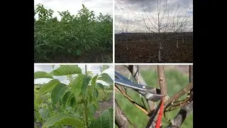 Правильная обрезка сада грецкого ореха. 8 основных рекомендаций.
