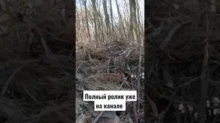 Делаем дом в лесу каменские