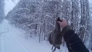 Охота на рябчика 28.11.17