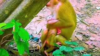 I/nnocent Baby Monkey Left Without N/ourishment by Mother