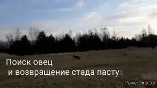 Поиск овец в поле и возвращение к пастуху. Пастушьи собаки