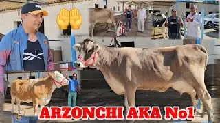 ARZONCHI AKA DAXSHAT SHVES SIMENTAL GIBRIT GIGANT SIGIRLARI KOTTA PARTIYA KELDI ☎️991064444