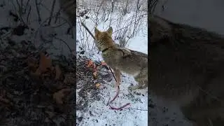 Волк Бани на коротком поводке