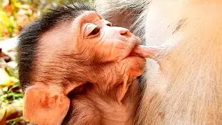 What's Beautiful Baby Monkeys Nursing Milk Mother Like That So Cute! Very Lovely!