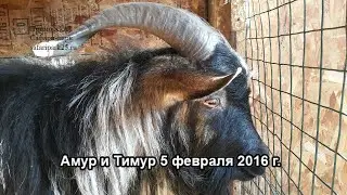 Амур и Тимур 5 февраля 2016 г.