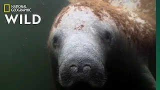 Manatees Are the Sea Cows of the Coasts | Nat Geo Wild