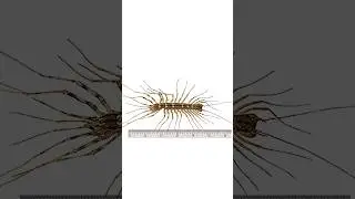 What do House Centipedes Look Like? | DoMyOwn.com #diypestcontrol