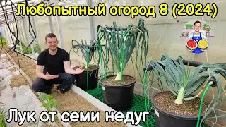 Любопытный огород 8 (2024). Лук от семи недуг.