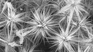 An Open‐Structured Matrix as an Oxygen Cathode for Lithium–Oxygen Batteries