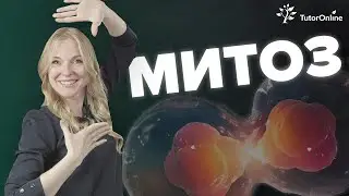 Что ты знаешь о делении клеток? О митозе простым языком 