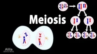 Meiosis, Animation