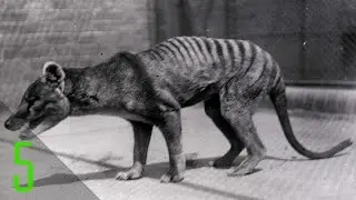5 Final Videos of Extinct Animals Never Seen Again