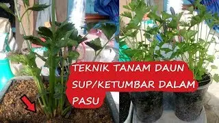 KEBUN BANDAR | Inilah Cara Tanam Daun Sup Dan Ketumbar Dari Akar Betul ( Hidup Segar )