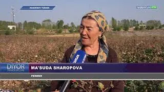 “Муродхон Косоний” фермер хўжалиги экин далаларида пахта ҳосилини йиғим-терими ҳал қилувчи паллада