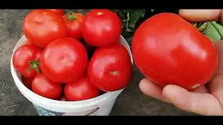 🍅🍅ТОМАТ ОЛЬГА - ФАВОРИТ СЕЗОНА. ОБЗОР ГИБРИДА