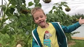 В ОГОРОДЕ СОБИРАЕМ ЗЕМЛЯНИКУ С ДАНЕЙ