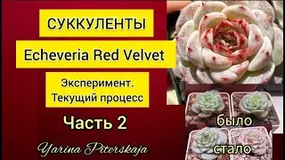 Суккуленты. Echeveria Red Velvet. Эксперимент. Текущий процесс. Результаты за 3 месяца.