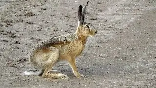 Молодой и Любопытный Зайчик