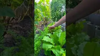 Посадка моркови и свёклы