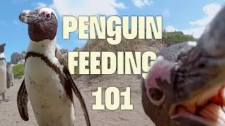 Mission: Penguin Survival | FULL DOCUMENTARY | The Great Penguin Rescue |  @UltimateNatureDocs