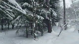 Прогулка по зимнему лесу в районе деревни Юсупово Домодедовского района (29.01.22)