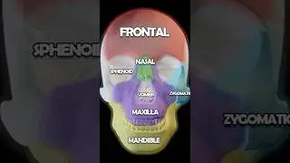 Skull Anatomy 101: Maxilla, Nasal, Zygomatic, Lacrimal Bones