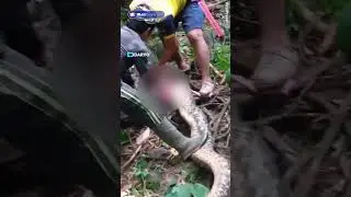 Indoneziyada ulkan piton ayolni yutib yubordi