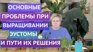 ОБСУЖДАЕМ ГЛАВНЫЕ ПРОБЛЕМЫ ЭУСТОМЫ: ЖЕЛТЫЕ ЛИСТЬЯ, ОТСУТСВИЕ РОСТА И ДРУГИЕ