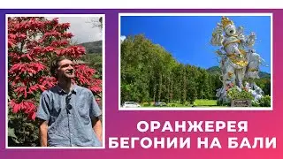 Ботанический сад Бали. Оранжерея Бегонии.  Bali Botanical Garden
