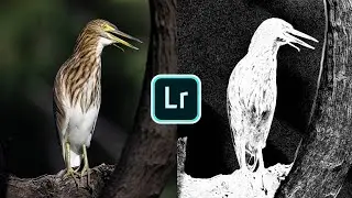 Lightroom Mobile SECRET Noise Reduction Tool