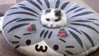 FUNNIEST CAT VIDEOS 2024 COMPILATION 😂 Funny Cats 12 😺 #funny #pet #cat #foryou #viral #viralvideo