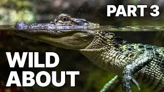 Wild About - Part 3 | Nature Documentary