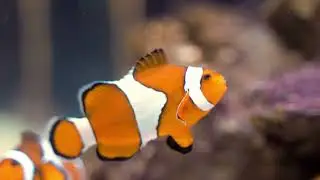 A Clown Fish l Free Stock Footage | No Copyright Videos