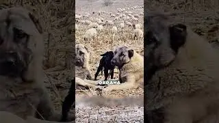 Горный пёс ПОРВАЛ наглого волка😨🔥🐶