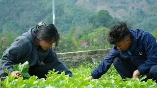 Daily work on the farm: A vegetable that sells very well brings income to Pao and Sua