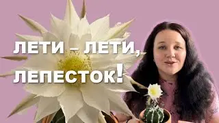 Как загадать желание на кактус?