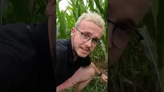 LES MAÏS SONT TRÈS JOLIE CETTE ANNÉE !🌽😍.                           ET VOUS LES GARS ?😎