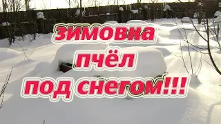 Закапываем ульи снегом для 100% зимовки на воле. Wintering bees in the snow.