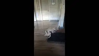 Дом Тигра - Tiger House в прямом эфире!