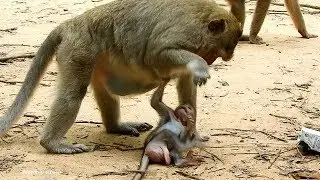 Why Mother Monkey Hate Her Baby?