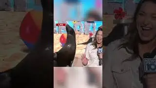 Hilarious moment cute sea lion kisses TV reporter mid-segment