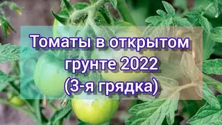 Томаты в открытом грунте 2022 // 3-я грядка