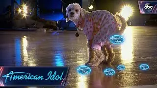 American Idol Audition Goes to the Dogs - American Idol on ABC
